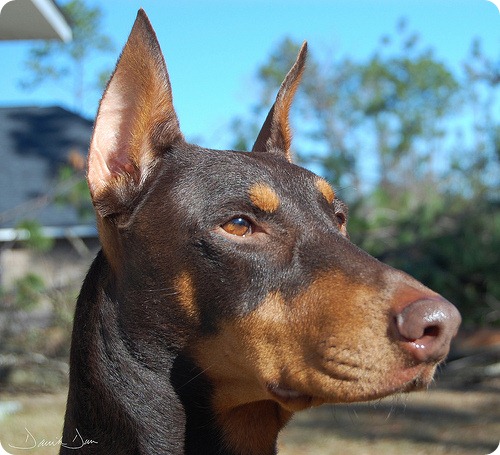 dobermann