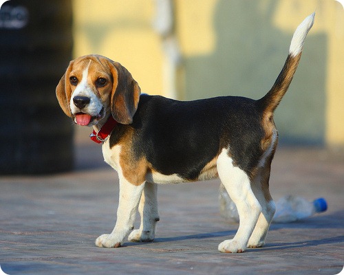 beagle