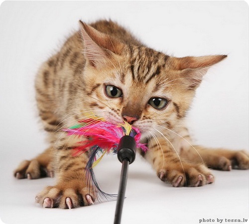 bengal