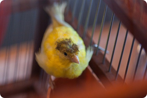 canari