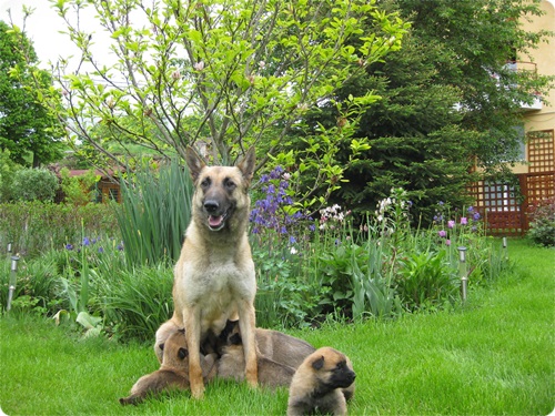 malinois
