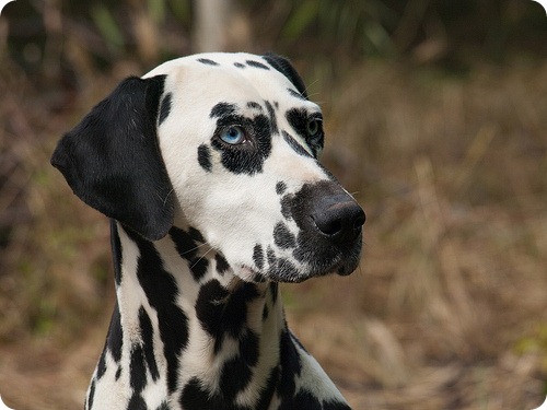 poze dalmatian
