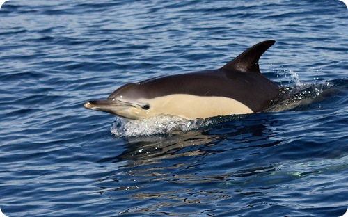 delfin
