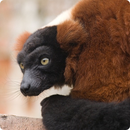 lemurul rosu