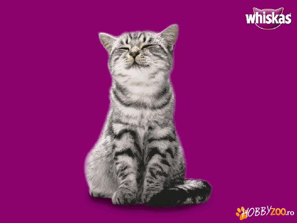 Hrana pisici pliculete Whiskas