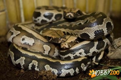 python curtus breitensteini