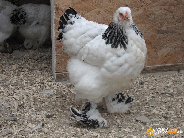 Gaini Brahma Herminat Deschis