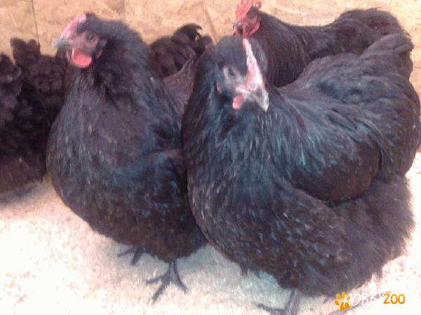 familie orpington negru