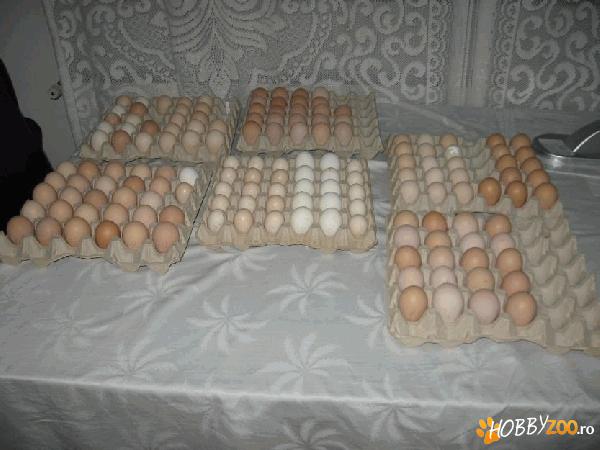 oua pentru incubat gaini de rasa