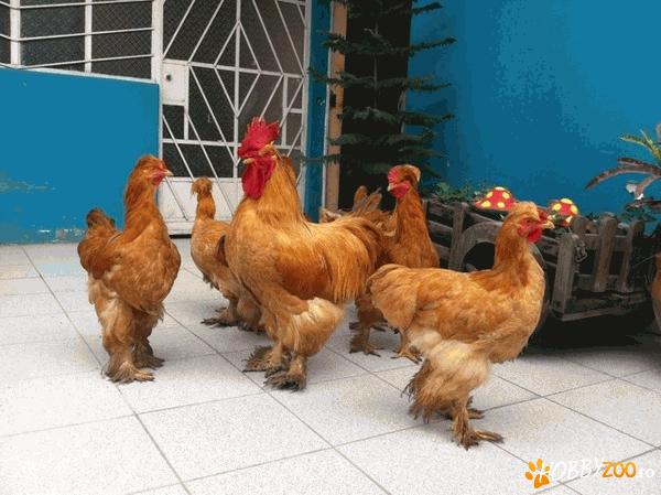 Gaini de rasa calitate expo 