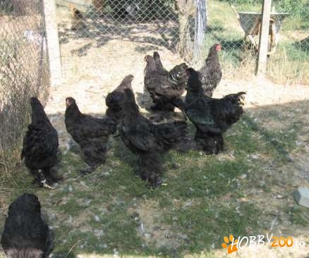 Gaini Brahma negru puicute cocosi