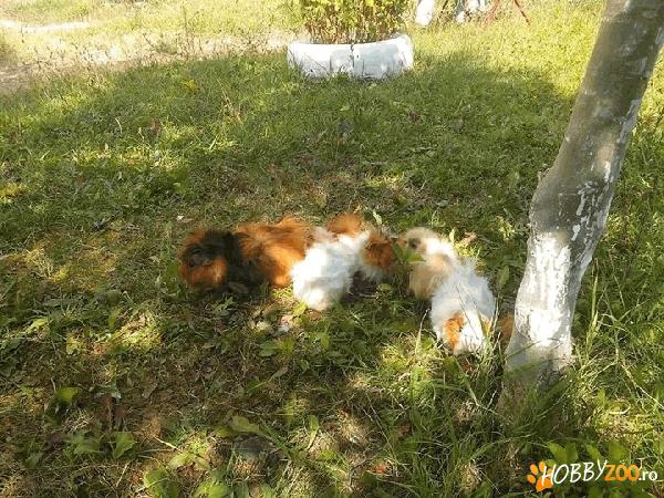 Ofer spre adoptie porcusori 