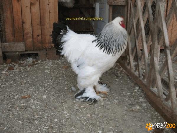Cocos Herminat Deschis