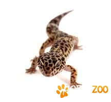 cumpar geko leopard 