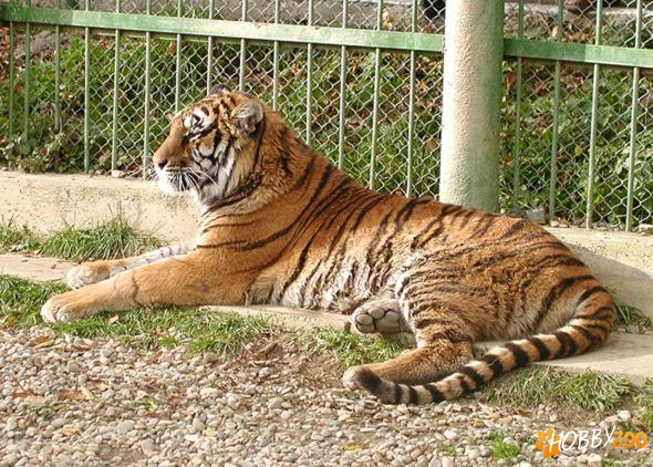 Gradina Zoologica  Sibiu