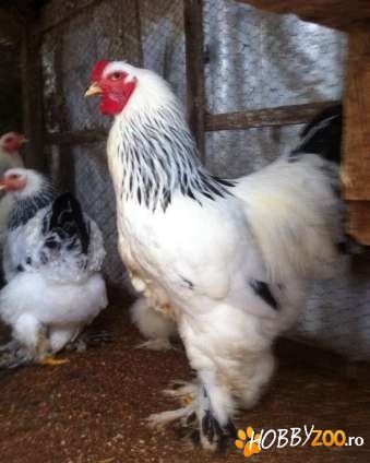 brahma herminat deschis 