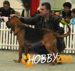 Asociatia Chinologica Fair Play 
