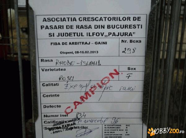 Gaini de rasa premiate si naturale