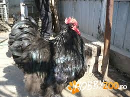 cocos de rasa orpigton negru