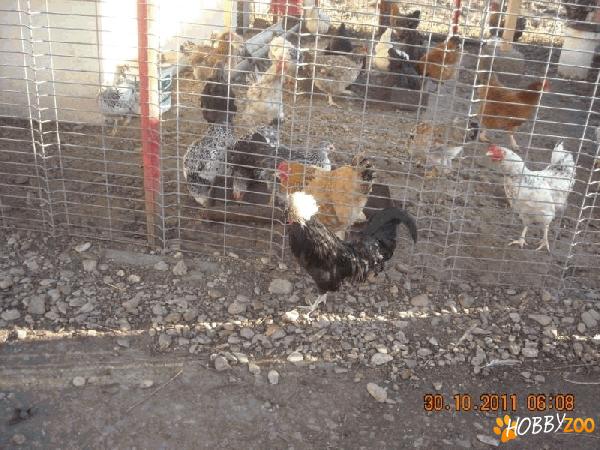 vand gaini cochinchina pitica neagra