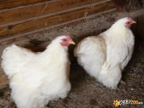 gainuse cochinchina alb pitic