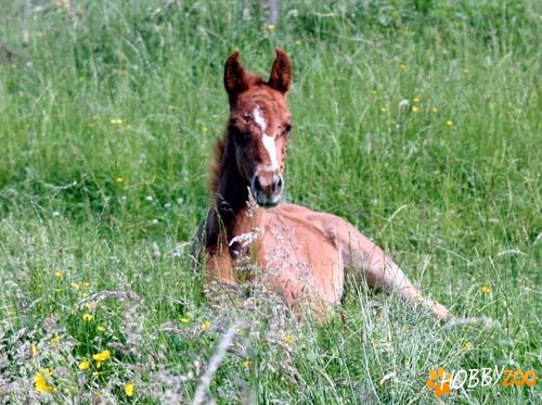 Costa Rican Saddle Horse