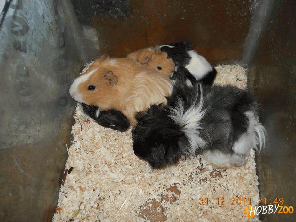 porcusori de guineea