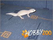 Soparla Gecko Sex Feminin