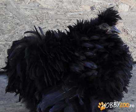 Pereche rasa splash frizzle