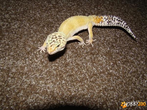 Oferta Pereche soparle Gecko mascul si femela