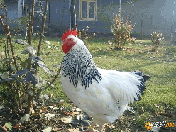 gaini de vanzare. de rasa