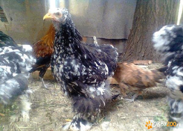 Pui de gaini bobate si phoenix