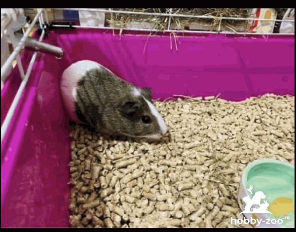Porcusor de Guineea de vanzare