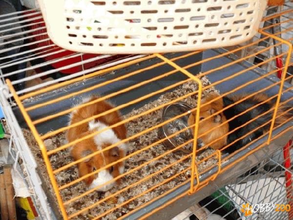 O PERECHE PORCUSORI GUINEAA FRIZATI