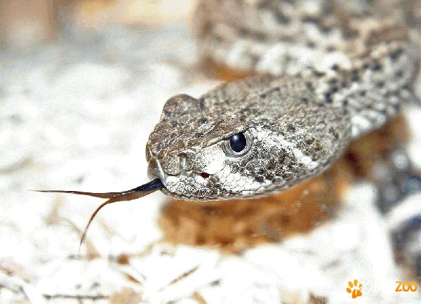 Pereche Crotalus atrox