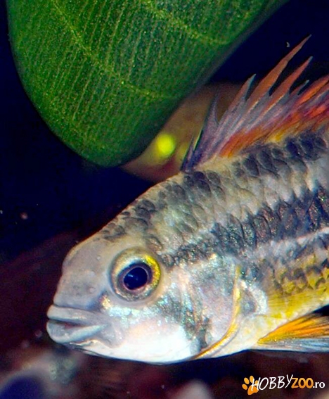 Apistogramma cacatuoides