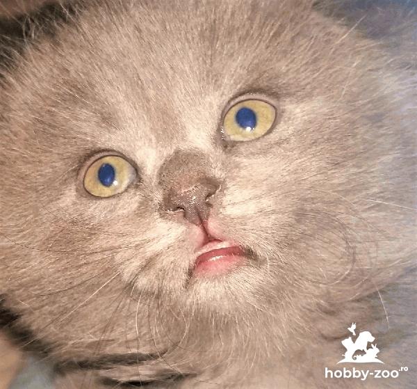 Printesa Scottish Fold isi cauta regatul